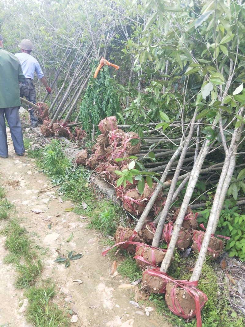 福建丹桂桂花地径4到5公分精品