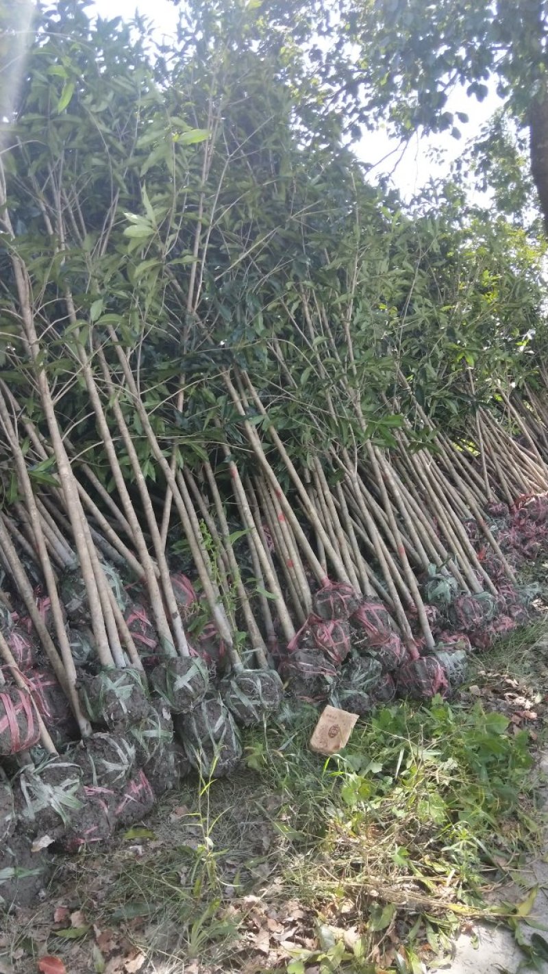 福建丹桂桂花地径4到5公分精品