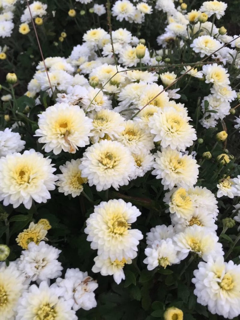 菊花茶