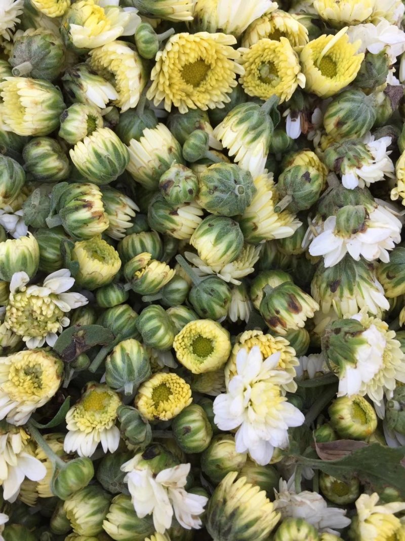 菊花茶