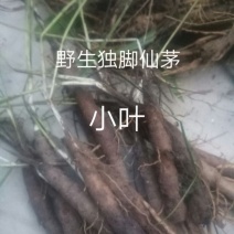 独脚仙茅小苗