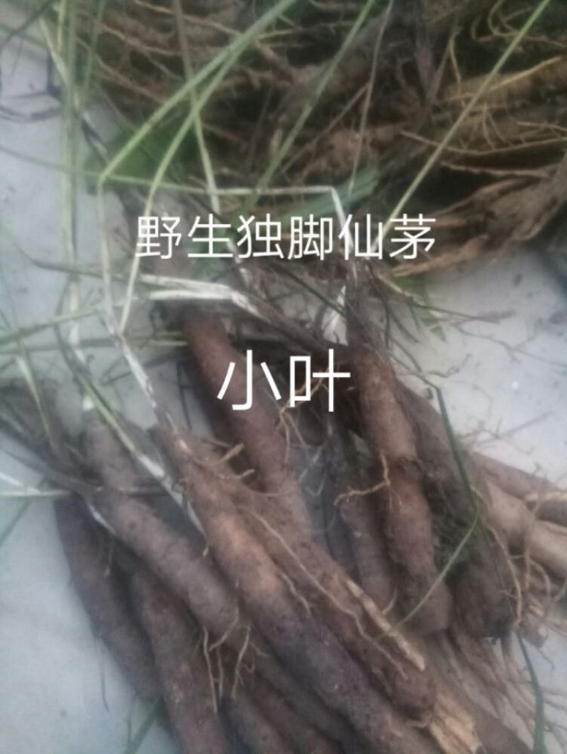 独脚仙茅小苗