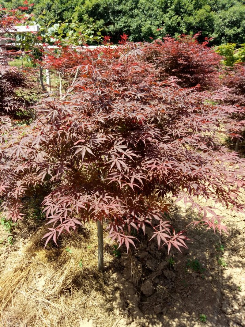 四到八公分日本红枫，国槐，白蜡，红叶碑桃，大叶女贞，红叶