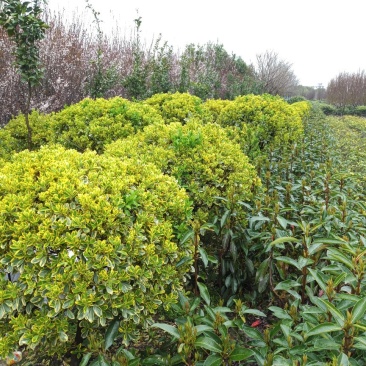 黑桐球，桂花树，紫卫，金边黄杨球，山湖，