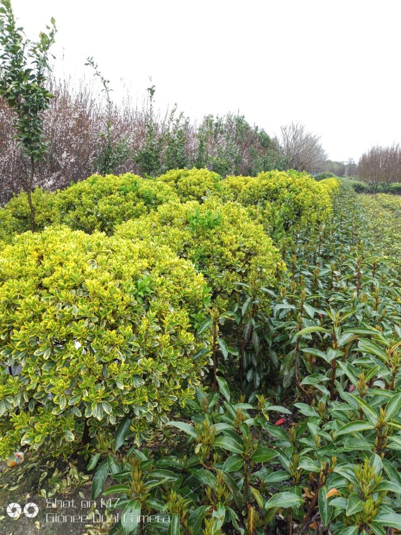 黑桐球，桂花树，紫卫，金边黄杨球，山湖，