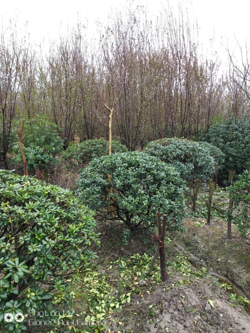 黑桐球，桂花树，紫卫，金边黄杨球，山湖，