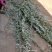 【精选药材苗】江西单叶蔓荆子枝条种苗蔓荆子药材苗包技术