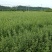 【精选药材苗】江西单叶蔓荆子枝条种苗蔓荆子药材苗包技术