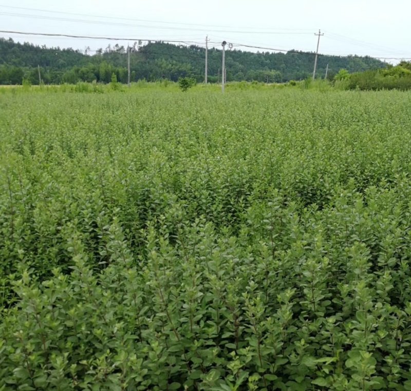【精选药材苗】江西单叶蔓荆子枝条种苗蔓荆子药材苗包技术