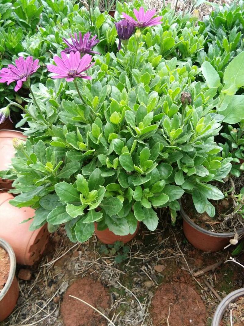 长年供应草花第被：暮春菊，长春花，马鞭草，南非万寿菊，