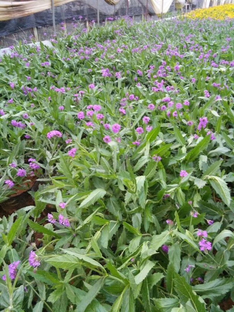 长年供应草花第被：暮春菊，长春花，马鞭草，南非万寿菊，