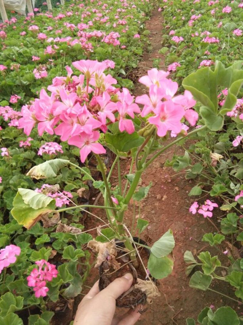 长年供应草花第被：暮春菊，长春花，马鞭草，南非万寿菊，