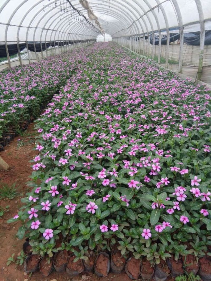 长年供应草花第被：暮春菊，长春花，马鞭草，南非万寿菊，