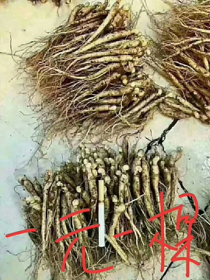 长白山人参