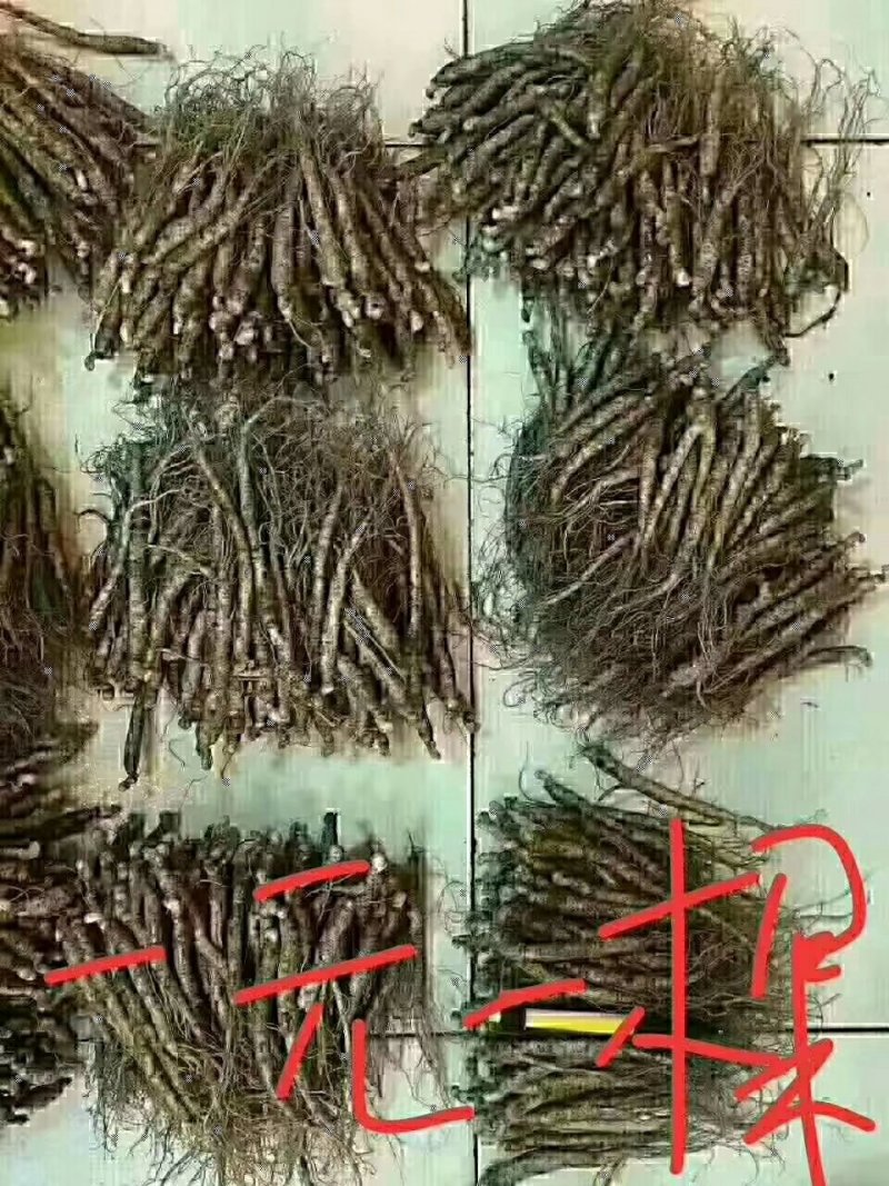 长白山人参