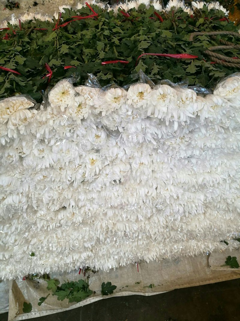 广东精品白菊花质优价廉基地直供一手货源诚信经营欢迎采购