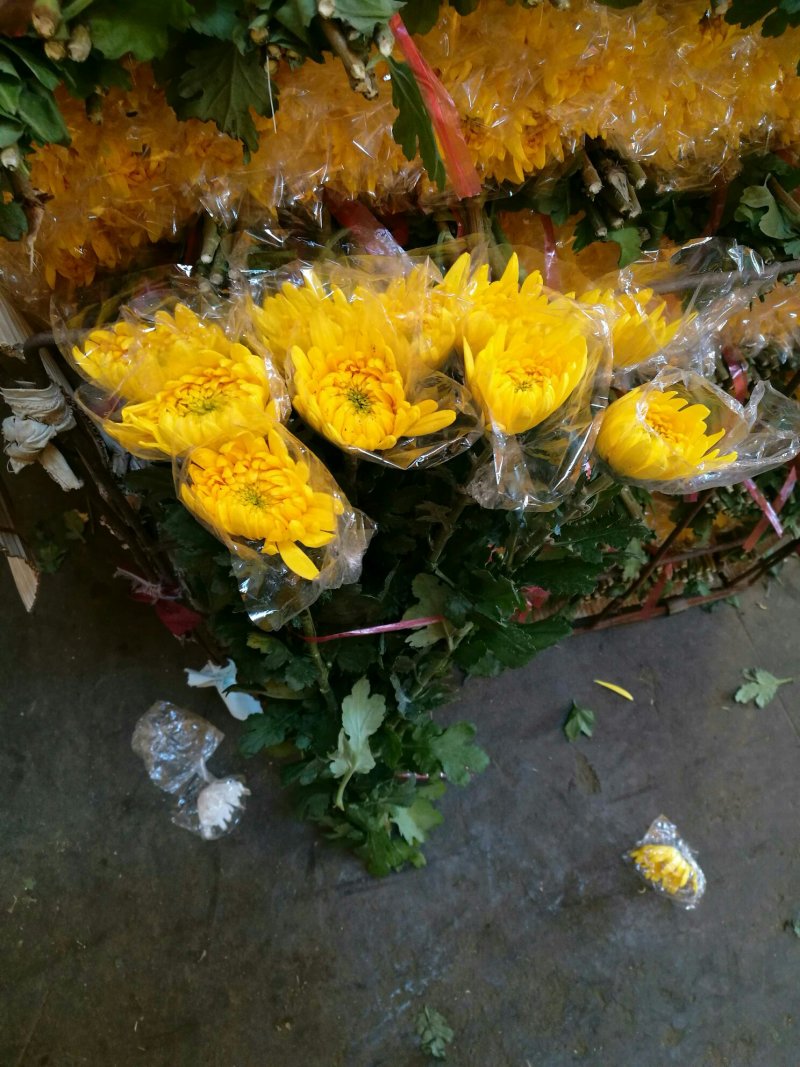 广东精品白菊花质优价廉基地直供一手货源诚信经营欢迎采购
