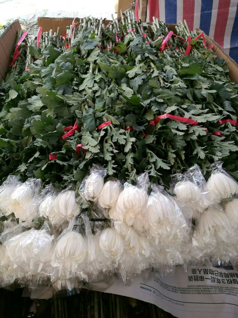广东精品白菊花质优价廉基地直供一手货源诚信经营欢迎采购