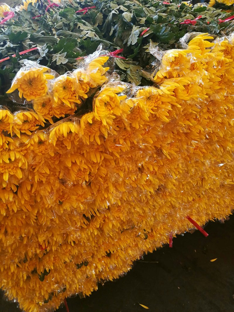 广东精品白菊花质优价廉基地直供一手货源诚信经营欢迎采购