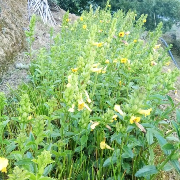 出售红根野蚕豆，鲜新根上市了