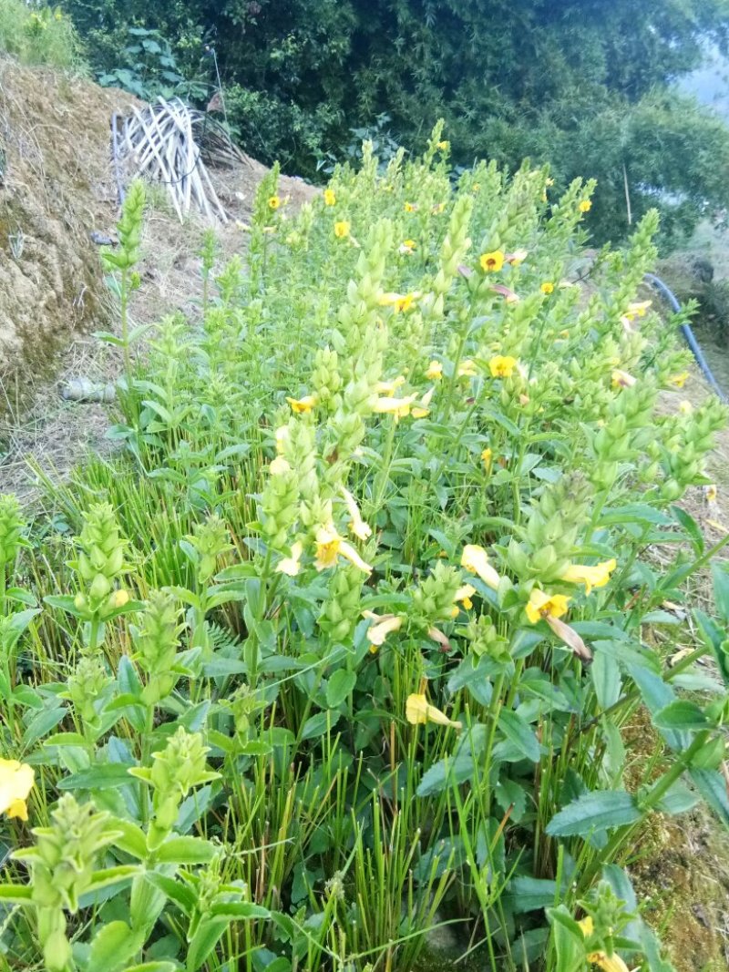 出售红根野蚕豆，鲜新根上市了