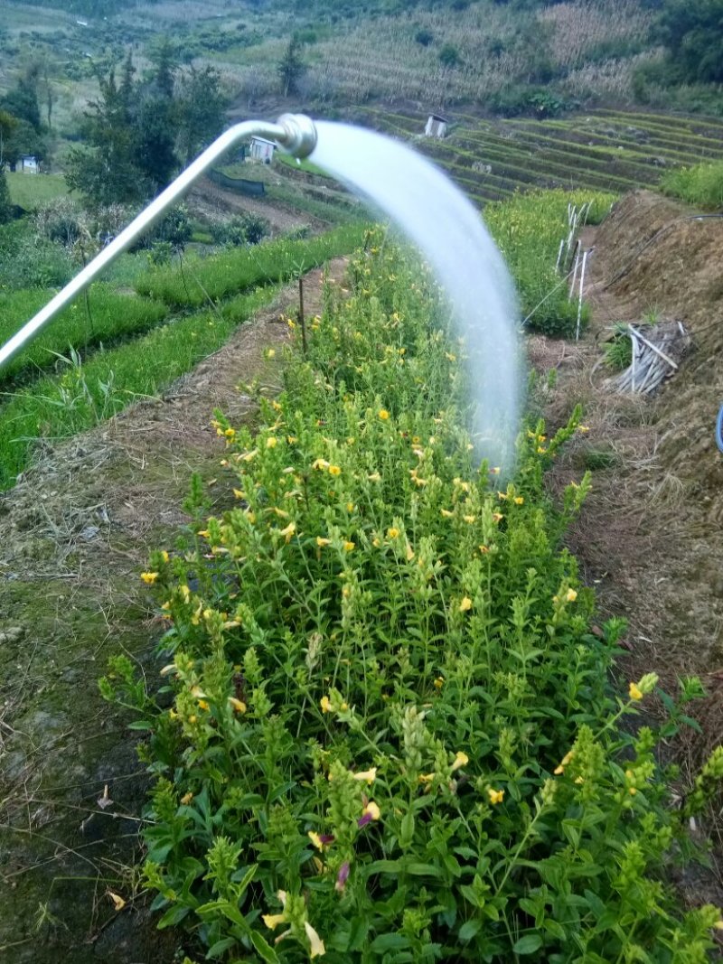 出售红根野蚕豆，鲜新根上市了