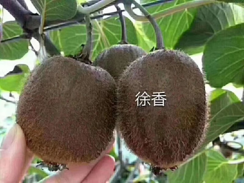 绿心周至猕猴桃