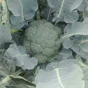 大量西兰花上市了，
