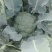大量西兰花上市了，