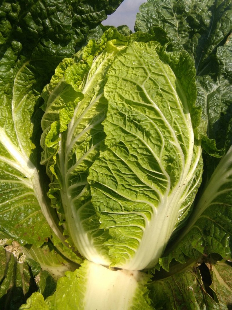 黄心菜火热进行中！