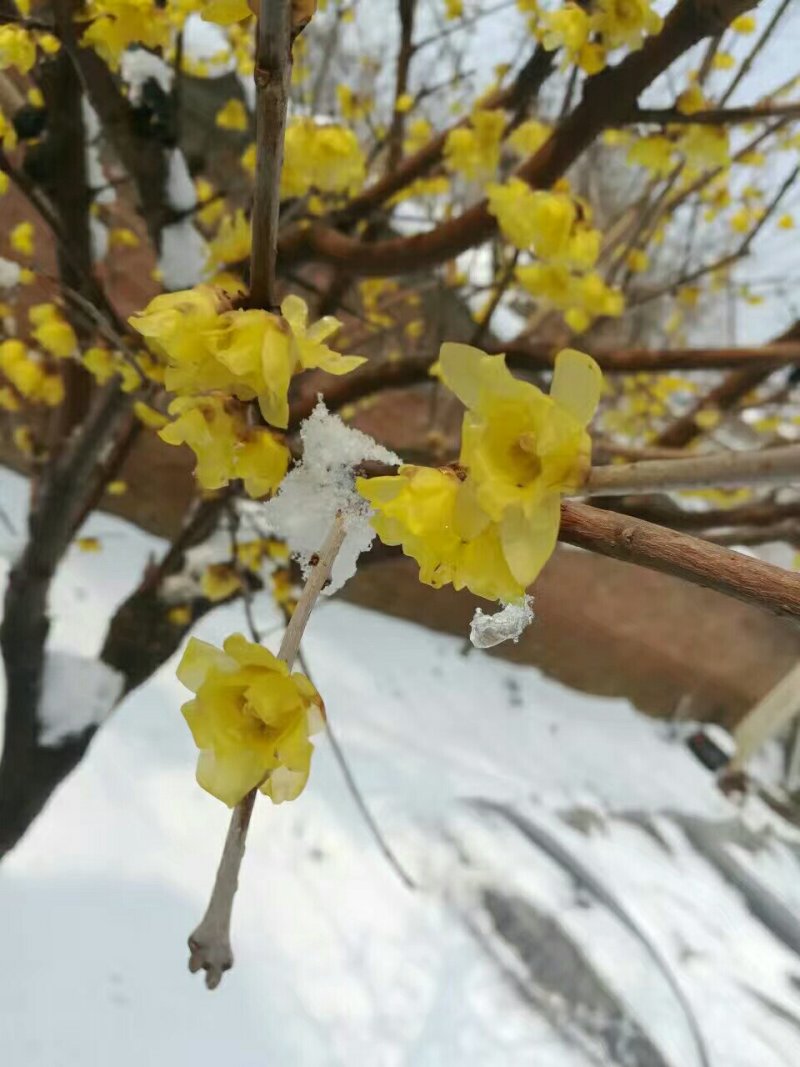 河南鄢陵腊梅基地直销