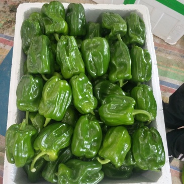 天空椒尖椒麻椒白豆豇豆茄子
