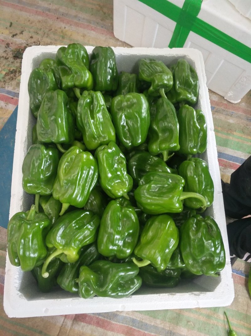天空椒尖椒麻椒白豆豇豆茄子