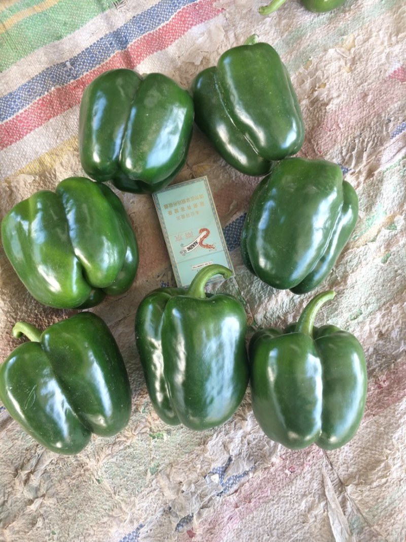 天空椒尖椒麻椒白豆豇豆茄子
