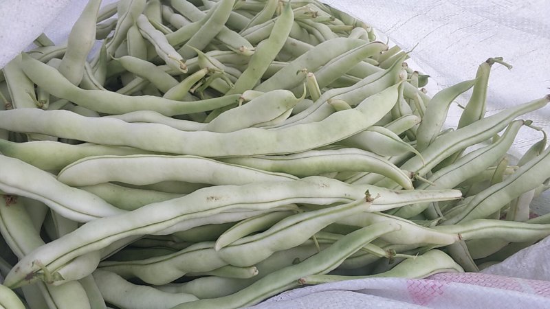 天空椒尖椒麻椒白豆豇豆茄子