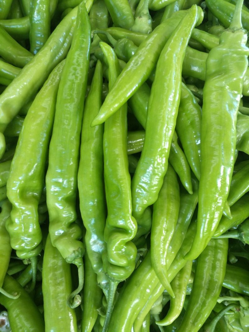 天空椒尖椒麻椒白豆豇豆茄子