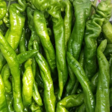 圆椒，茄子，豆角，线椒，螺丝椒，芸豆，大扁，二扁