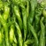 圆椒，茄子，豆角，线椒，螺丝椒，芸豆，大扁，二扁