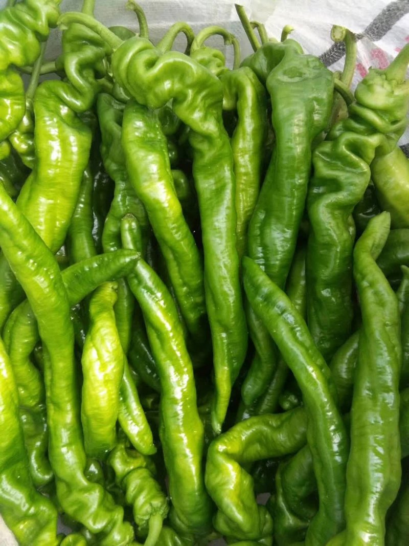 圆椒，茄子，豆角，线椒，螺丝椒，芸豆，大扁，二扁