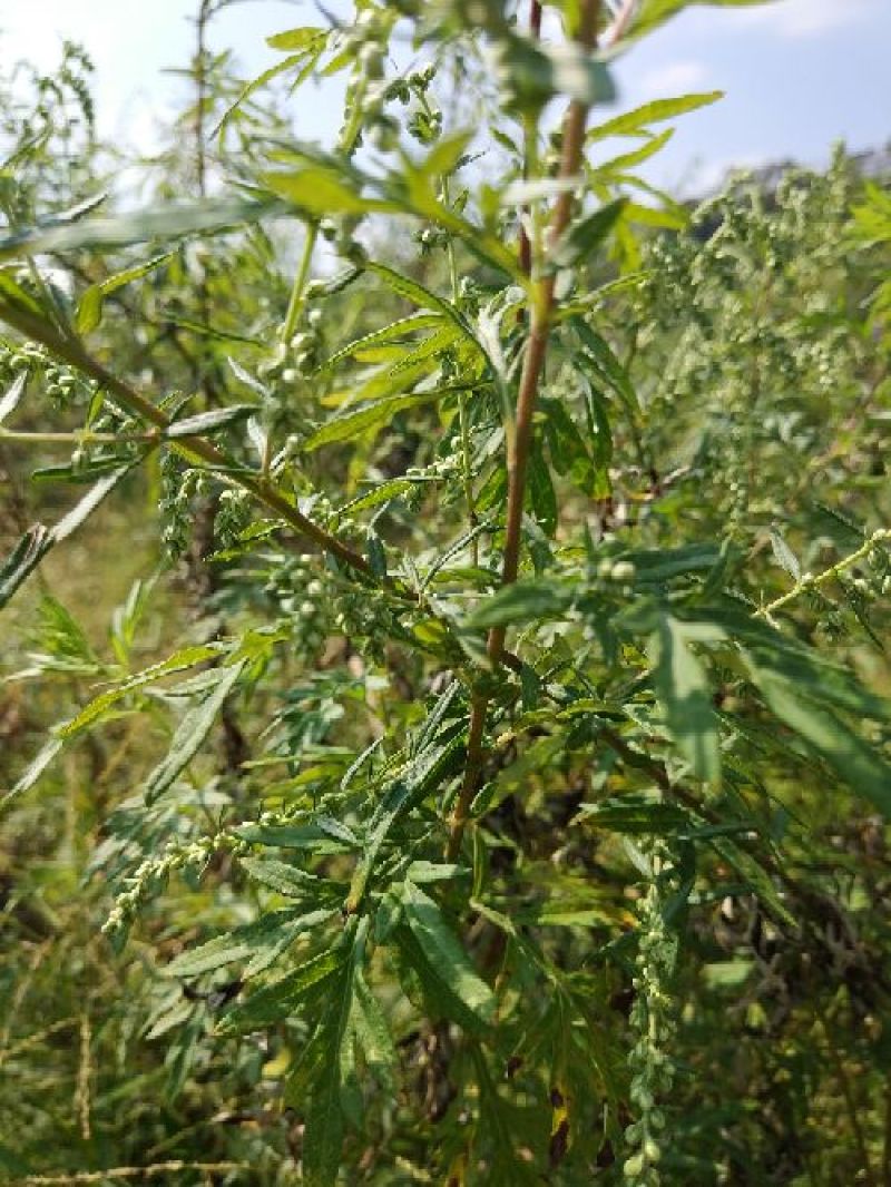 艾叶全叶统