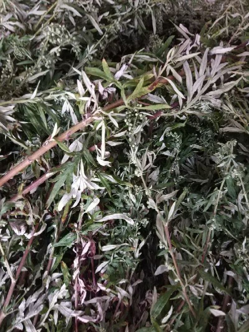 艾叶全叶统