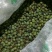 黄连木种子，生长在太行山脚下是我们这自身自长的东西