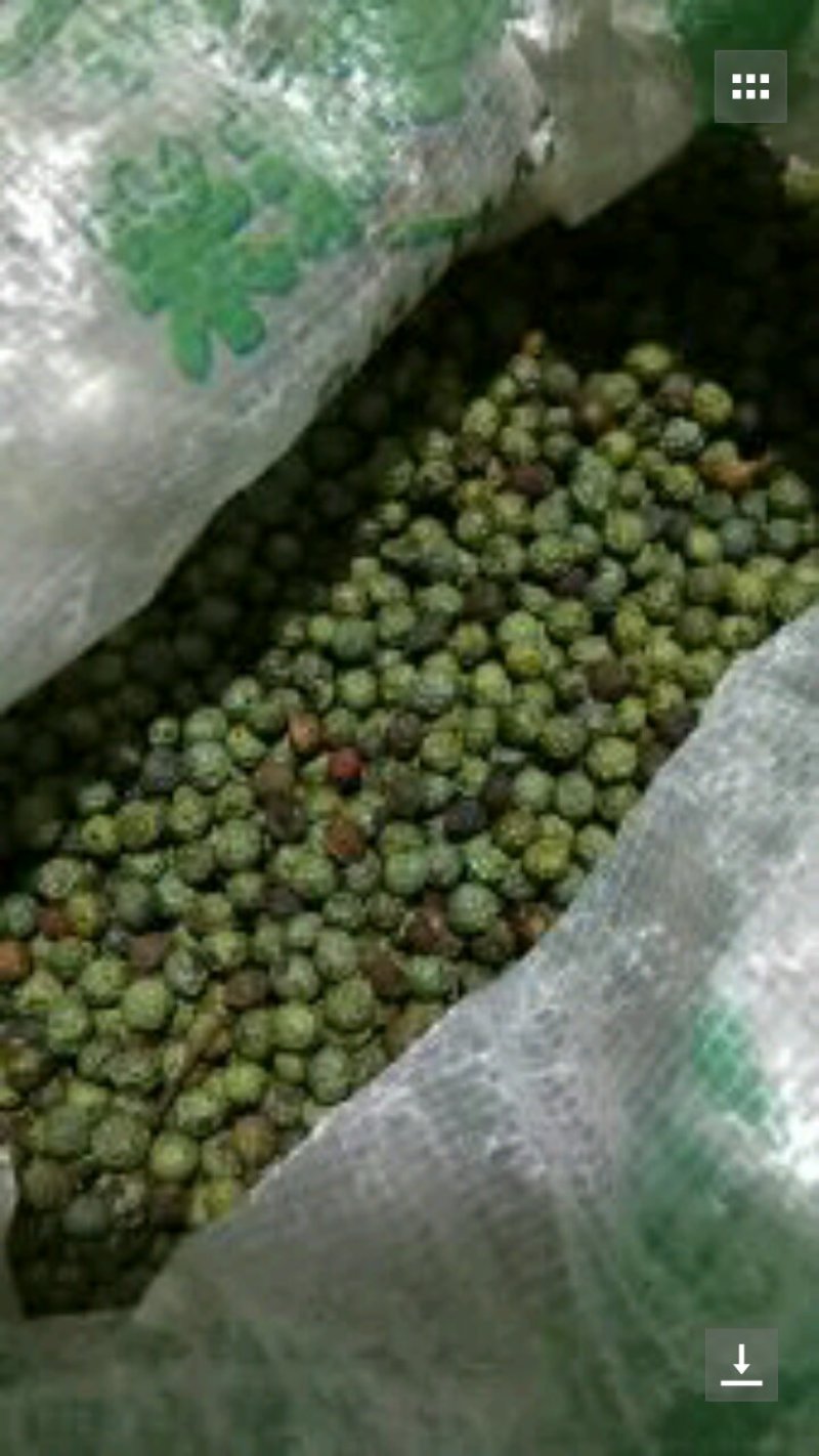 黄连木种子，生长在太行山脚下是我们这自身自长的东西