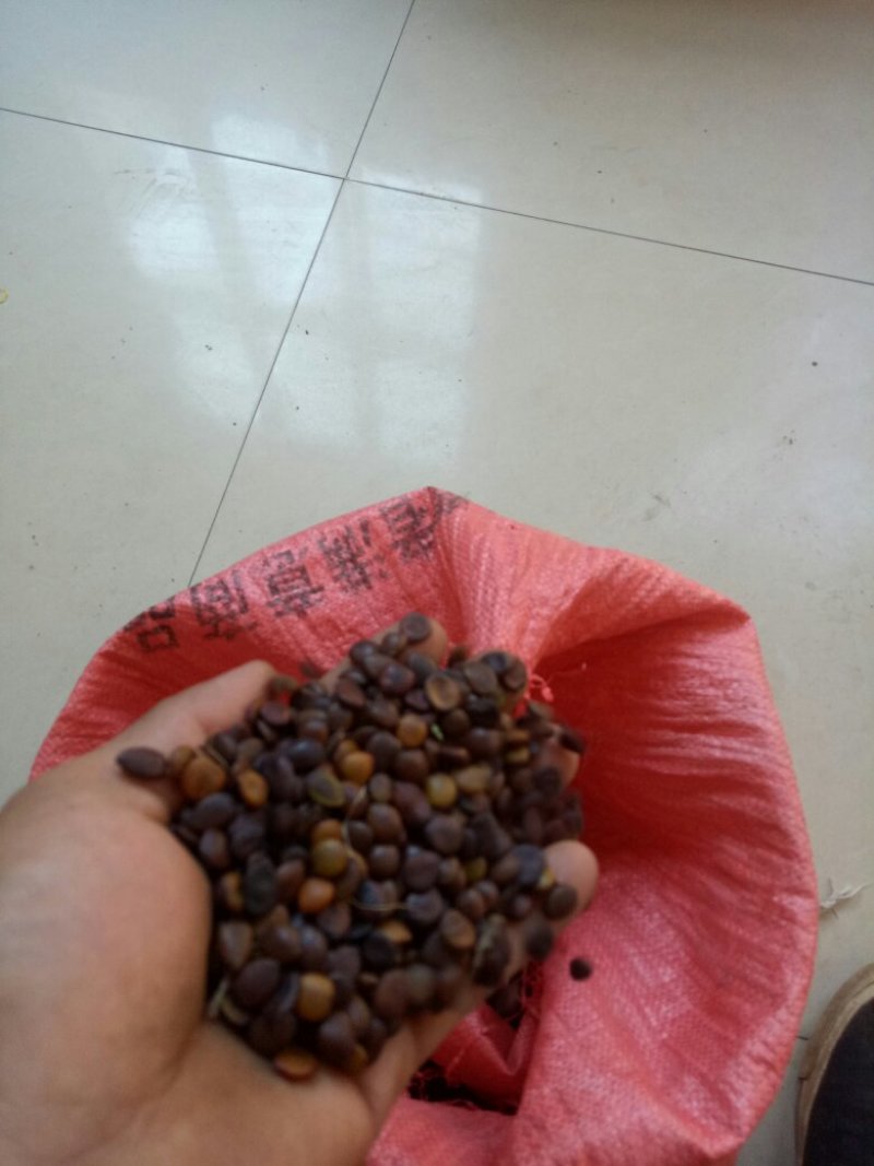 小皂角种子