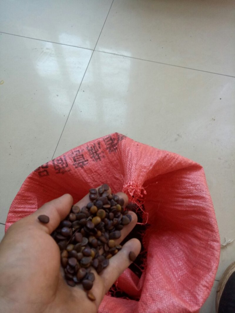 小皂角种子