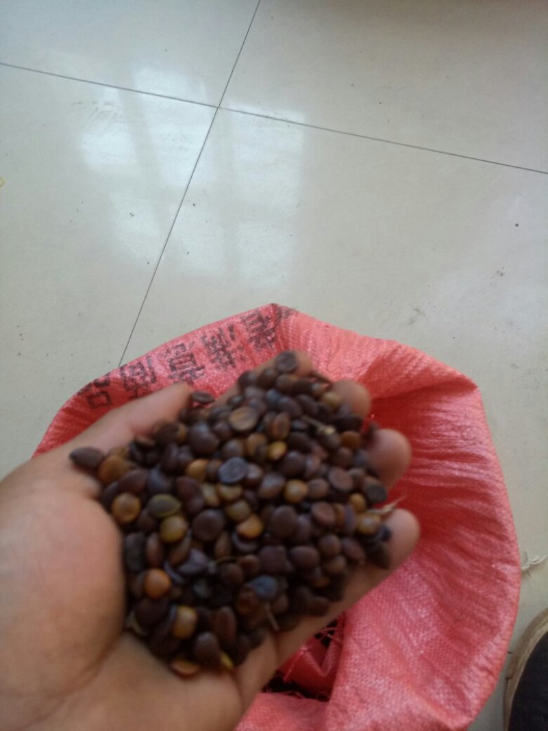 小皂角种子