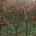 百花花楸
