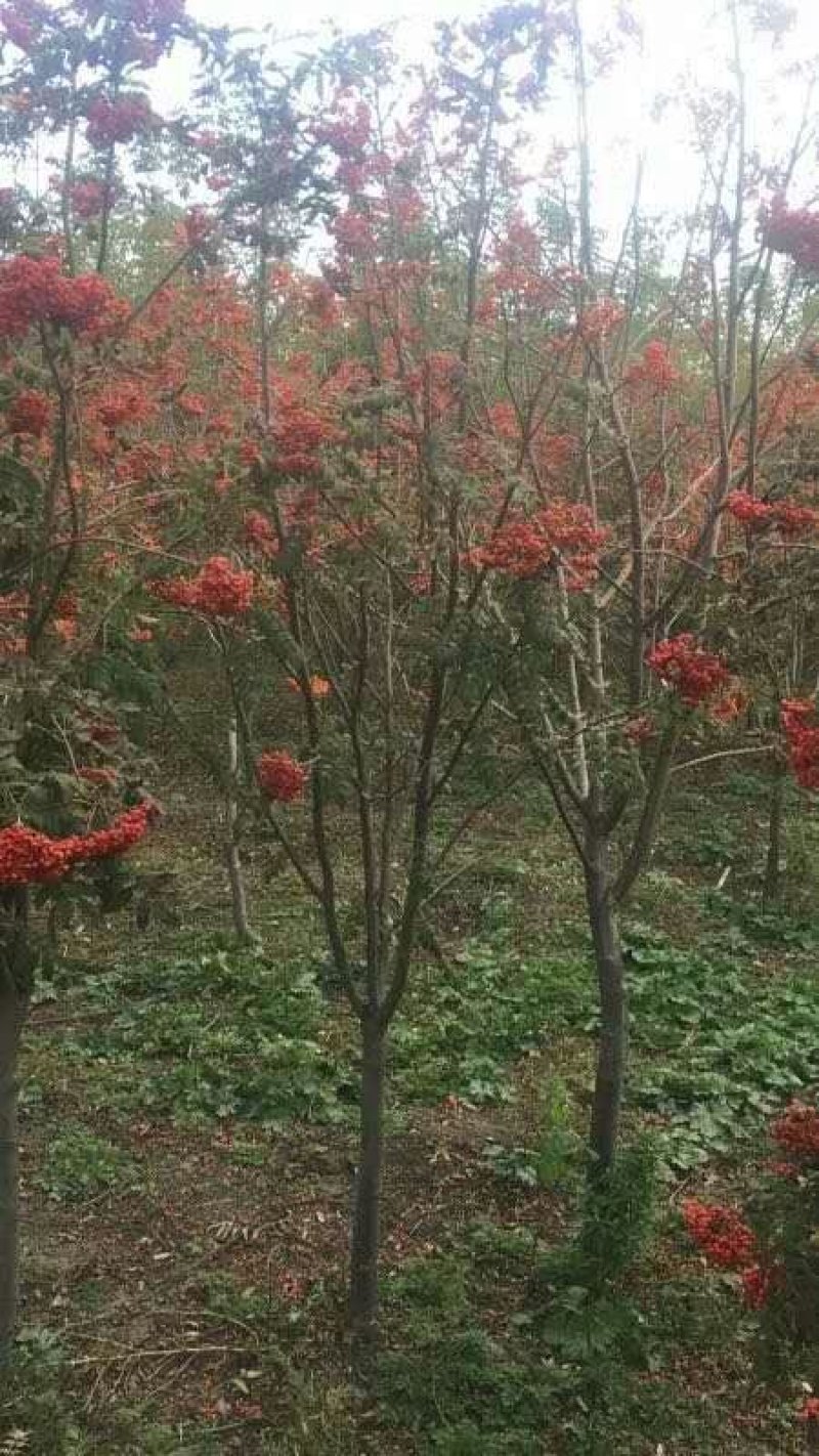 百花花楸
