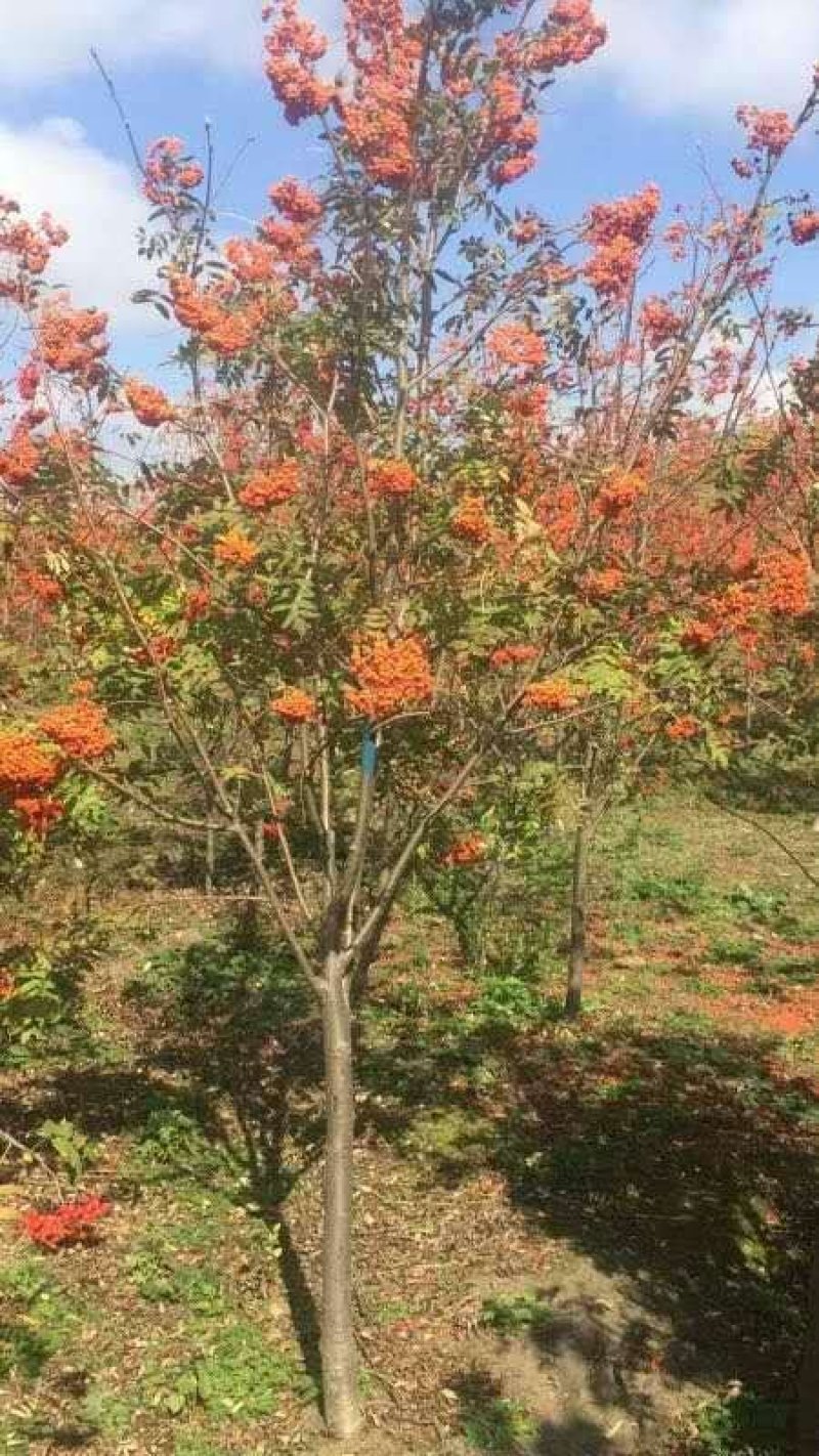 百花花楸
