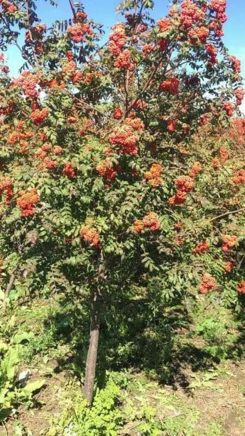 百花花楸
